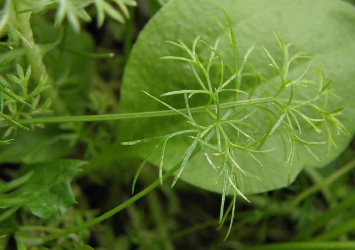Apiaceae - Apium leptophyllum